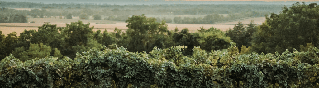 pointe d'vine vineyard
